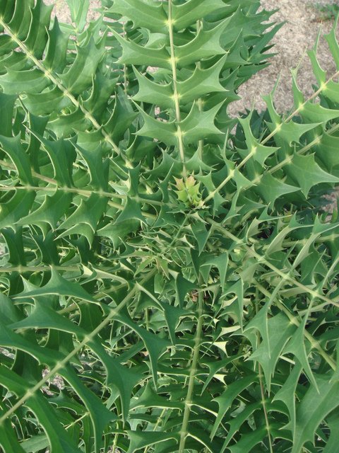 Mahonia lomariifolia feuille P16